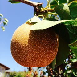 Otow Orchard - Asian Pear part deux.