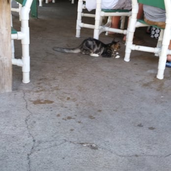 Pier 99 - Kitty waiting for more nibbles to drop - Seafood Near Me - Corpus Christi, Texas Pier 99 - Kitty waiting for more nibbles to drop - Seafood Near Me - Corpus Christi, Texas
