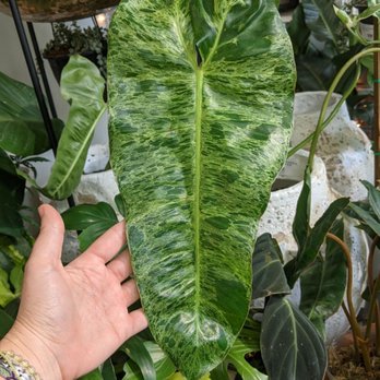 7 Dees -  hand holding a large leaf - Nurseries & Gardening Near Me - Lake Oswego, Oregon