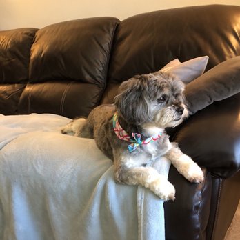 Happy Pet Parlor - Pet Groomers Near Me - Roselle, Illinois Happy Pet Parlor - Pet Groomers Near Me - Roselle, Illinois