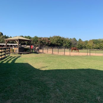 Trinity Forest Stables - A horse in the field. - Horseback Riding Near Me - Dallas, Texas Trinity Forest Stables - A horse in the field. - Horseback Riding Near Me - Dallas, Texas
