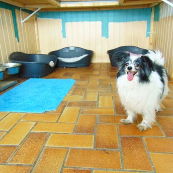 Hundepension Strolch - Gruppenzimmer 3 - Pet Boarding Near Me - Mutterstadt, RP