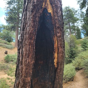 Pine Knot Trail - Hiking Near Me - Big Bear Lake, California