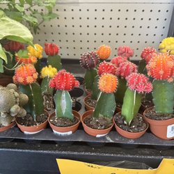Grocery Outlet - Almost bought these...