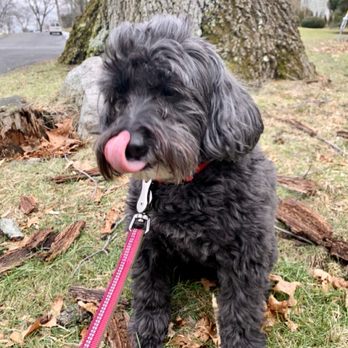 Pawtty Break - Thinking about his after-walk treat... - Dog Walkers Near Me
