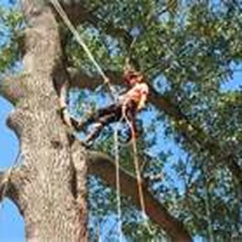 Manu's Tree Works - Tree Services Near Me Manu's Tree Works - Tree Services Near Me