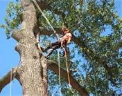 Manu's Tree Works - tree service in Honolulu, HI
