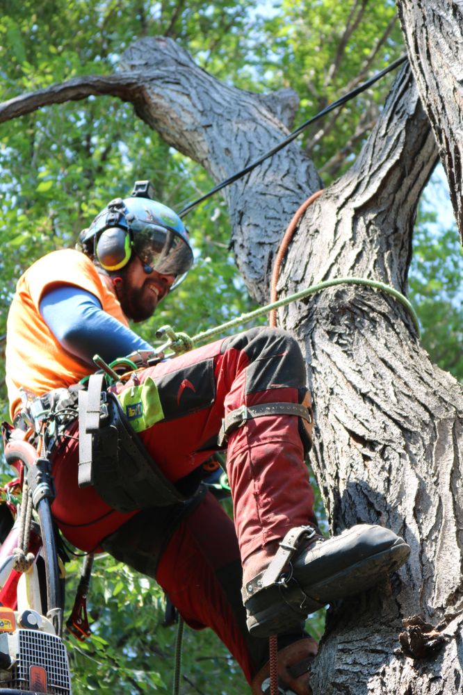 Splintered Forest Tree Services - tree service in Englewood, CO