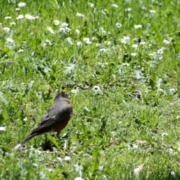 Plenty of birds Plenty of birds