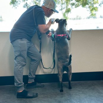 Golden Valley Vet - Checking outside while waiting for vet - Veterinarians Near Me - Lathrop, California Golden Valley Vet - Checking outside while waiting for vet - Veterinarians Near Me - Lathrop, California