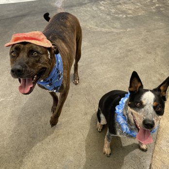 Dogtopia - Dogchella! - Pet Services Near Me - San Marcos, California