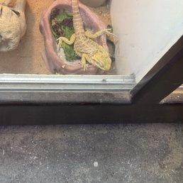 pretty sure this bearded dragon was dead pretty sure this bearded dragon was dead