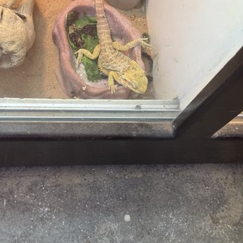 Pet Kingdom - pretty sure this bearded dragon was dead - Local Fish Stores Near Me - San Diego, California Pet Kingdom - pretty sure this bearded dragon was dead - Local Fish Stores Near Me - San Diego, California