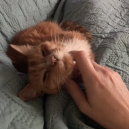 Family pet