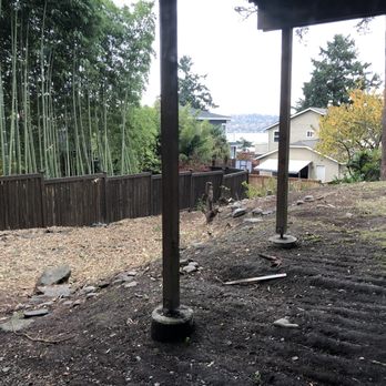 The New Northern Tree Services - Bamboo jungle (after) - Tree Services Near Me The New Northern Tree Services - Bamboo jungle (after) - Tree Services Near Me