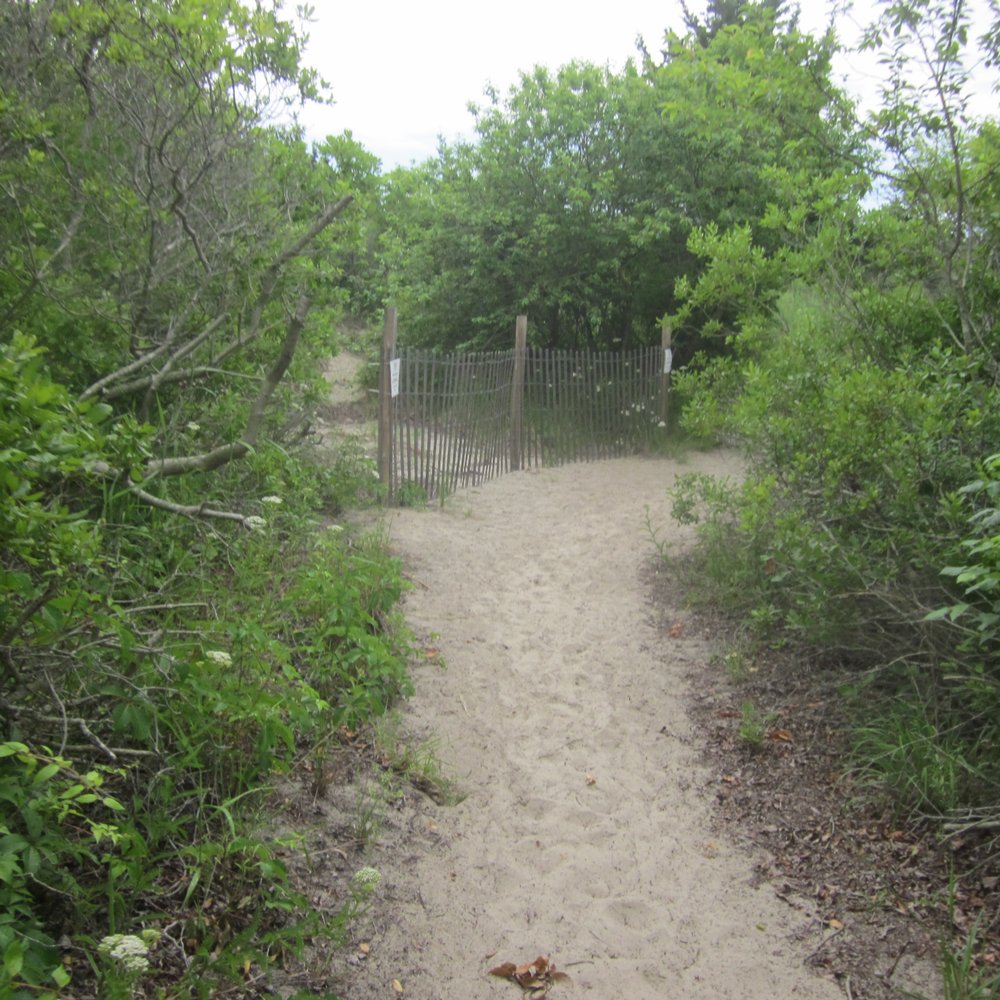 Corson's Inlet State Park - Along the yellow trail - Beaches Near Me - Ocean City, New Jersey