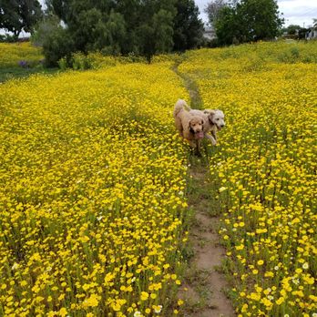Chris Latterner - Lorenzo's Dog Training Team - Off leash is our favorite time. - Pet Training Near Me Chris Latterner - Lorenzo's Dog Training Team - Off leash is our favorite time. - Pet Training Near Me