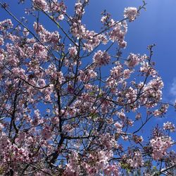 Cherry blossoms in bloom!