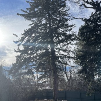 Jackson Crow Tree Services - Go green - Tree Services Near Me Jackson Crow Tree Services - Go green - Tree Services Near Me