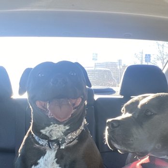 Banfield Pet Hospital - Kia was extremely happy when I picked her up! - Veterinarians Near Me - Thornton, Colorado