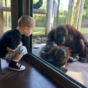 Phoenix Zoo - Orangutans. Up close with baby and mama. - Zoos Near Me - Phoenix, Arizona
