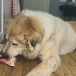 The Beef and Butter Company - Fresh dog bones