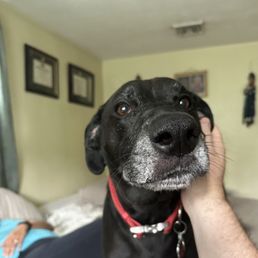 RIP Max, the best of boys. Thank you Laps of Love for helping us say goodbye with kindness.