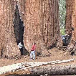 Sequoia Sequoia