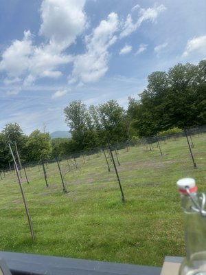 The Vineyard At Windham by null
