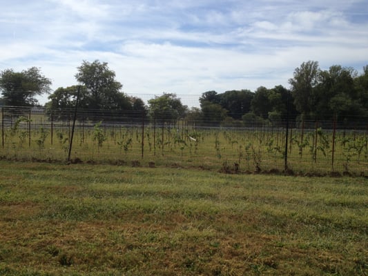 Boxwood Estate Winery by null