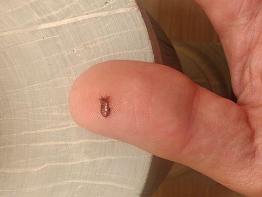 HotelTonight by null