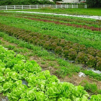 Root Connection CSA - Lettuce Field - CSA Near Me - Redmond, Washington Root Connection CSA - Lettuce Field - CSA Near Me - Redmond, Washington