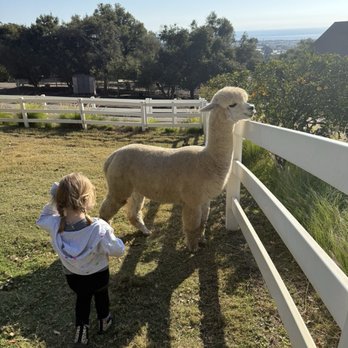 Canzelle Alpacas - Farms Near Me - Carpinteria, California Canzelle Alpacas - Farms Near Me - Carpinteria, California