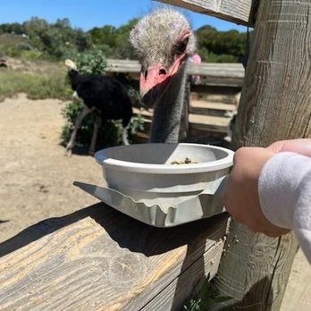 Ostrichland USA - Attraction Farms Near Me - Solvang, California Ostrichland USA - Attraction Farms Near Me - Solvang, California