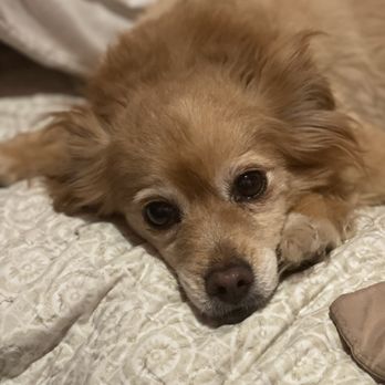 Hillcrest Pet Hospital - Hillcrest Pet Hospital - Veterinarians Near Me - Glendale, California Hillcrest Pet Hospital - Hillcrest Pet Hospital - Veterinarians Near Me - Glendale, California