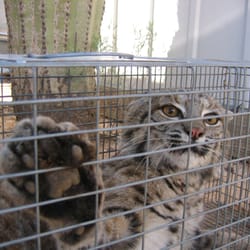 Critter Getter Pest Control