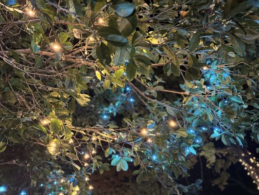 Bellingrath Gardens & Home by null