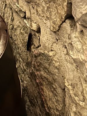 Shakespeare's by null