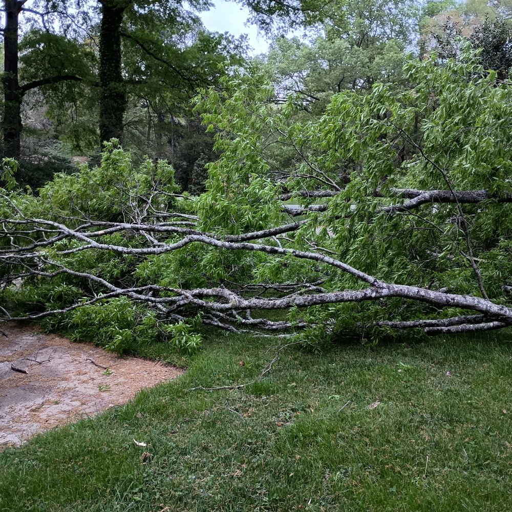 Flores Landscaping & Tree Service - Tree Services Near Me - Durham, North Carolina