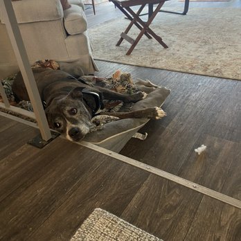 Wildwood Pet Cremation - Thank you for making saying goodbye to my best buddy, a little easier. - Pet Cremation Services Near Me - Las Vegas, Nevada Wildwood Pet Cremation - Thank you for making saying goodbye to my best buddy, a little easier. - Pet Cremation Services Near Me - Las Vegas, Nevada