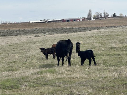 Buckshot Honey by null