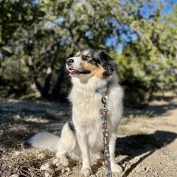 Stay-N-Play Pet Ranch - Chino enjoying his nature walk!