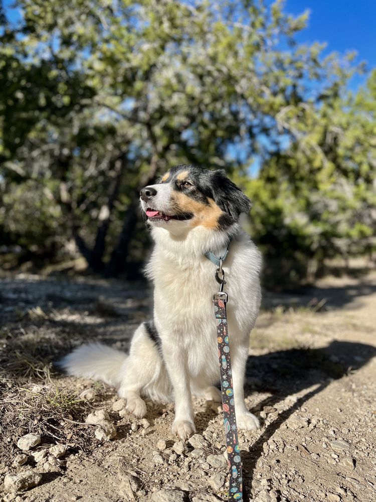 Stay-N-Play Pet Ranch - pet boarding facility in Dripping Springs, TX