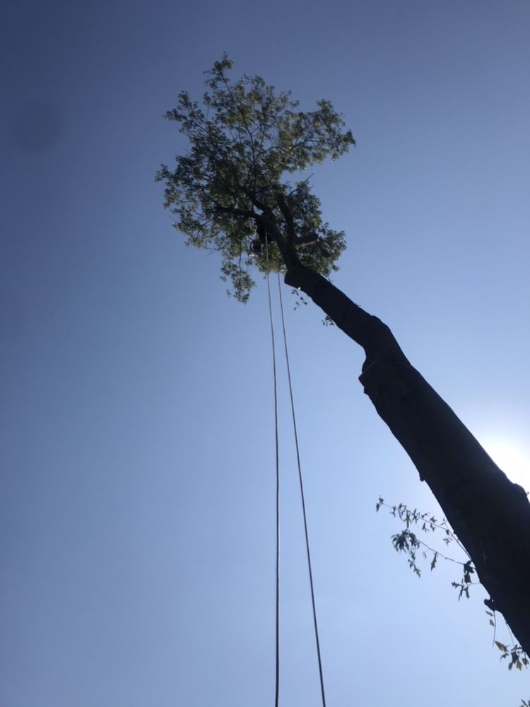 J&C Tree Service - tree service in Greenville, SC