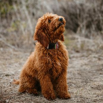 Lonestar Doodles - Pet Groomers Near Me Lonestar Doodles - Pet Groomers Near Me