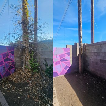 Roberts Tree Service - Before and after of trumpet vine removal - Tree Services Near Me - Albuquerque, New Mexico