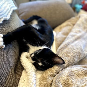 Felines & Canines - Animal Shelters Near Me - Chicago, Illinois