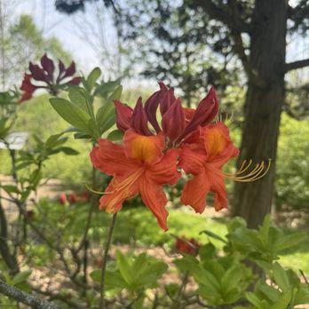 Secrest Arboretum - Parks Near Me - Wooster, Ohio