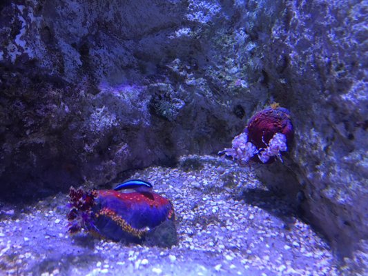 La Rochelle Aquarium by null