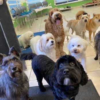 Pet Sitting To the MAX - Dog Walkers Near Me - Mountain View, California